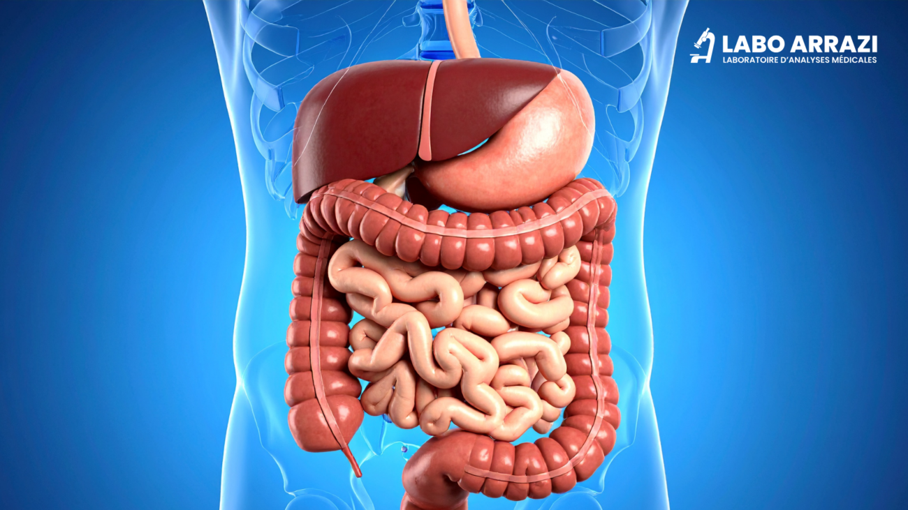 le bilan hépatique 2